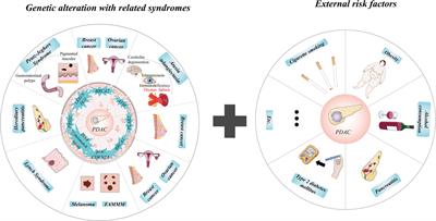 The connection between innervation and metabolic rearrangements in pancreatic cancer through serine